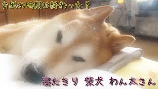 寝たきり柴犬わん太さん 安心してください”癒柴”です