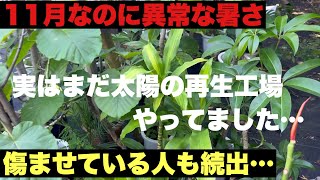 実は太陽の再生工場まだ出してました。11月すぎたのに異常な暑さ。なんだか傷めてる人も続出