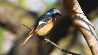 同じ鳥⁉オスとメスで全然違う鳥【ジョビ子とジョビ男の性差】ジョウビタキの雄と雌