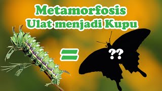 UNIK! Beginilah Metamorfosis Ulat Menjadi Kupu - Kupu \u0026 Ngengat