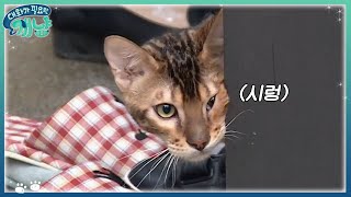 산책 가기 싫다고 얼굴 짜부시키는 고양이 | #대화가필요한개냥 EP12 #04