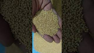 Foxtail Millet Korralu | Available on IndiaMART