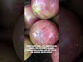 kaimito o starapple • healthy organic buhayprobinsya violet natural fyp