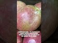 kaimito o starapple • healthy organic buhayprobinsya violet natural fyp