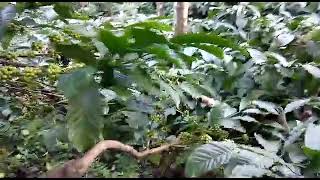 3 acre Areca and coffee plantation in Aldur Balehonnur road