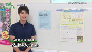 佐渡テレビ営農情報 200622 ～コシヒカリの生育状況について～