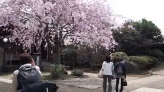 谷中霊園　桜　お花見　2014年４月２日