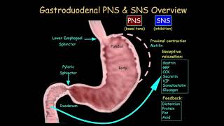 Important Components of the Autonomic Nervous System (5 of 24)