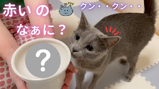 夏の美味しさを感じなかった猫（ロシアンブルー）