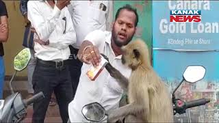 Watch: Medical Store Worker Gives ORS To Sick Monkey In Cuttack