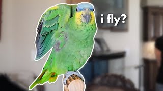 Where to Start Flight Training with Clipped Parrots | Jayden the Amazon