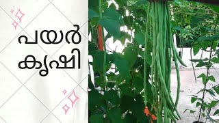 പയർ കൃഷി /ടെറസിലെ പച്ചക്കറി കൃഷി/ vegetable farming in terrace