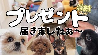 嬉しいプレゼントが届いたので開封したら可愛すぎました～多頭飼い～チワワ・シーズー・ミニチュアピンシャー・トイプードル