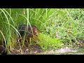 hdobservations green heron 4k uhd