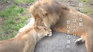 イオ \u0026 オリト「安らぎの場所」旭山動物園の若きライオン物語【Young lion love story】