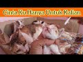 Kucing Sumi Saat Dirawat di Rumah Papi Gendis