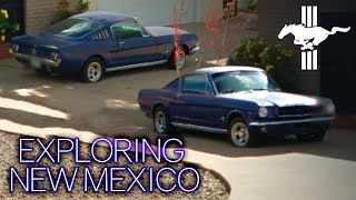 Mustangs In New Mexico - Exploring Albuquerque