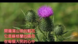 蘇格蘭民謠scottish folksong       The Thistle of Scotland( 薊花 )    朱慧珍填詞吟唱