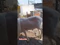 Domba #shorts #short #shortvideo #viralvideo #viralshorts #domba #sheep #animals #binatang