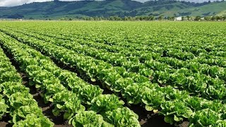 Romaine Heart Cultivation - Romaine Lettuce Farming And Harvesting Machine || Noal Farms