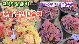 다육이정원(4) 예쁜 군생 로치 보라수연도 들어왔어요 샤포테 군생 가격이~