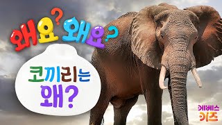 코끼리가 머드팩을 하는 이유? 코끼리는 왜?ㅣ왜요? 왜요? 궁금할 만두ㅣKBS 231221 방송