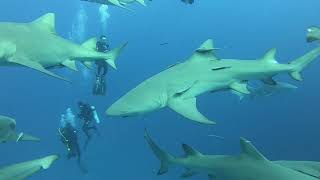 Florida Shark Diving with Calypso Dive Charters over 30 Lemon Sharks in West Palm Beach