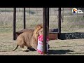 watch this shut down lion taste freedom for the first time the dodo