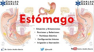 Anatomía - Estómago Part. I (Situación, Relaciones, Porciones, Peritóneo Gástrico)