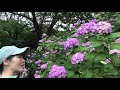 hydrangea at tamagawa park 多摩川台公園のあじさい