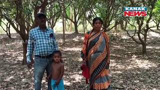 A Successful Woman Mango Farmer From Keonjhar