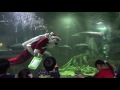 ４Ｋ クリスマスナイトビュー2016　なかがわ水遊園　c0054