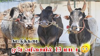 ஒரே வரிசையில் 13 காளைகள் || பாக்கவே அருமையா இருக்கு