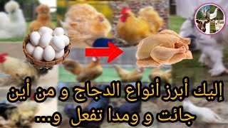 إليك أبرز أنواع الدجاج و من أين جائت و مادا تفعل و...  Here are the most prominent types of chicken