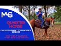 Day 3 Of Gaining Your Horse's Respect | The Horse Guru - Michael Gascon