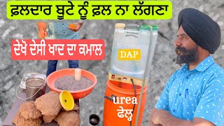 ਫਲ 🍋ਨਹੀਂ🥭ਲੱਗ ਰਹੇ ਕੀੜੇ ਇਲਾਜ 🍼ਮਹਿੰਗੀ NPK urea ਫੇਲ੍ਹ।