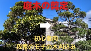 【庭木の剪定】初心者向モチの木玉チラシの刈込み、実践を参考に。