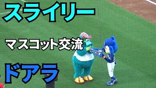 【現地撮影映像】スライリー＆ドアラ。マツダスタジアムでマスコット交流。　2024年9月6日 vs 中日