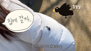 새똥맞고 4시간 대구여행 🐥💩