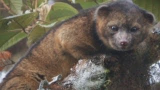 Meet Olinguito: First new mammal to be discovered in 35 years