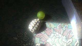 Tortoise playing with ball