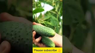 cucumber farming #kheera ki kheti #cucumber ||preparation \u0026 management cucumber plant||