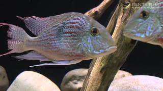 Geophagus sveni