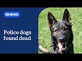 Two police dogs found dead inside vehicle in Sydney | ABC News