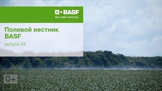 Полевой вестник BASF - Выпуск 43 от 21.06.2021. Обработка кукурузы в АгроЦентре BASF Краснодар