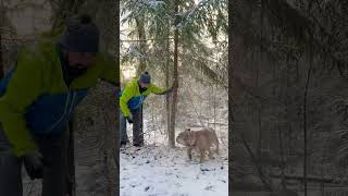 Winter surprises! Watch as bulldog and I get caught under a snow shower ❄️😂 #WinterFun #SnowyDays