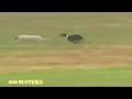 Download Wonder Videos!!! Outstanding Race!! Dogs and Rabbit Mind Blowing Real Chase Never Seen Before To Mp4 3Gp Full HD Video 1