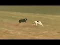 Download ஒரிஜினல் வேட்டை நாய்கள் தென் தமிழகத்தில் | Original Native Dogs in South India To Mp4 3Gp Full HD Video 2