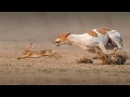 Download Wonder Videos!!! Outstanding Race!! Dogs and Rabbit Mind Blowing Real Chase Never Seen Before In Mp4 3Gp Full HD Video
