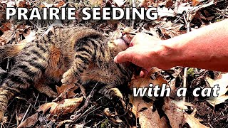 Prairie Restoration w/ Cat [Hand Seeding 2020]